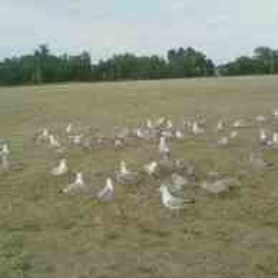 Walmart seagulls 3