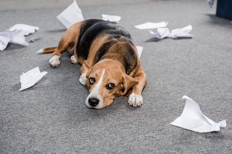 Overcome Guilt and Shame through Counseling