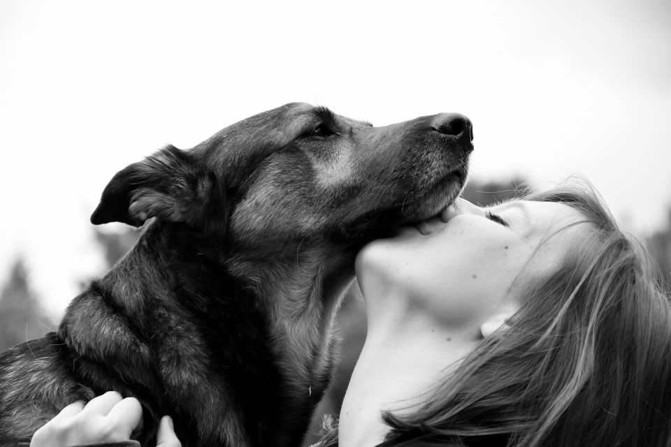 Rebeccaspictures dog g95e2790b9 1920