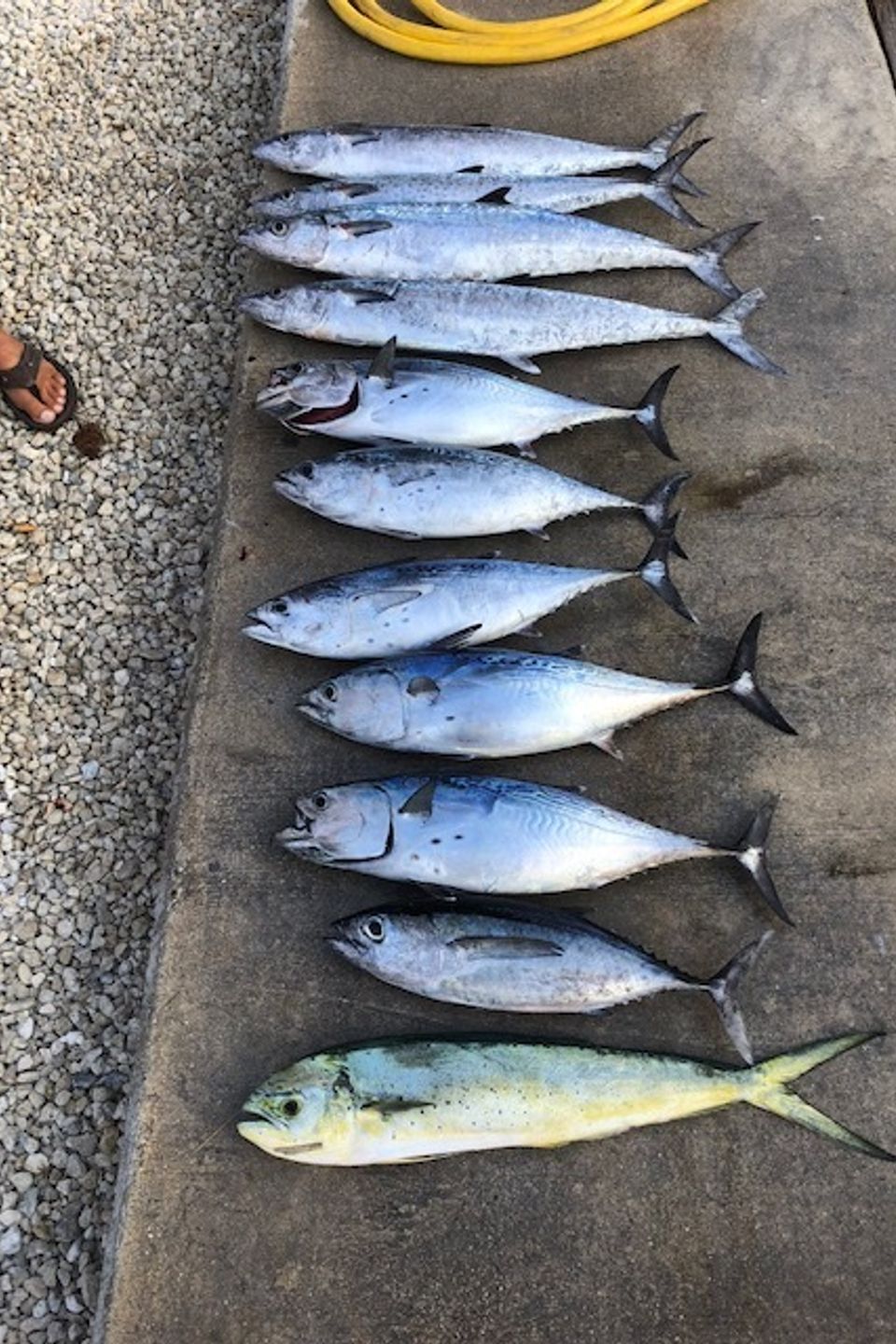Fish layed out