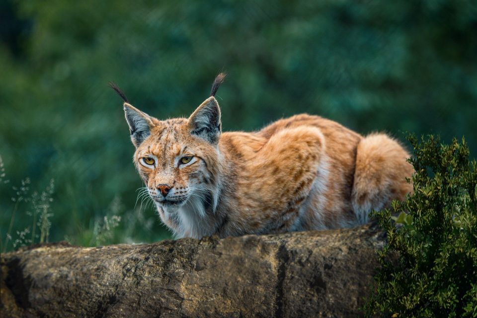 Lynx g5ef9f85ef 1920