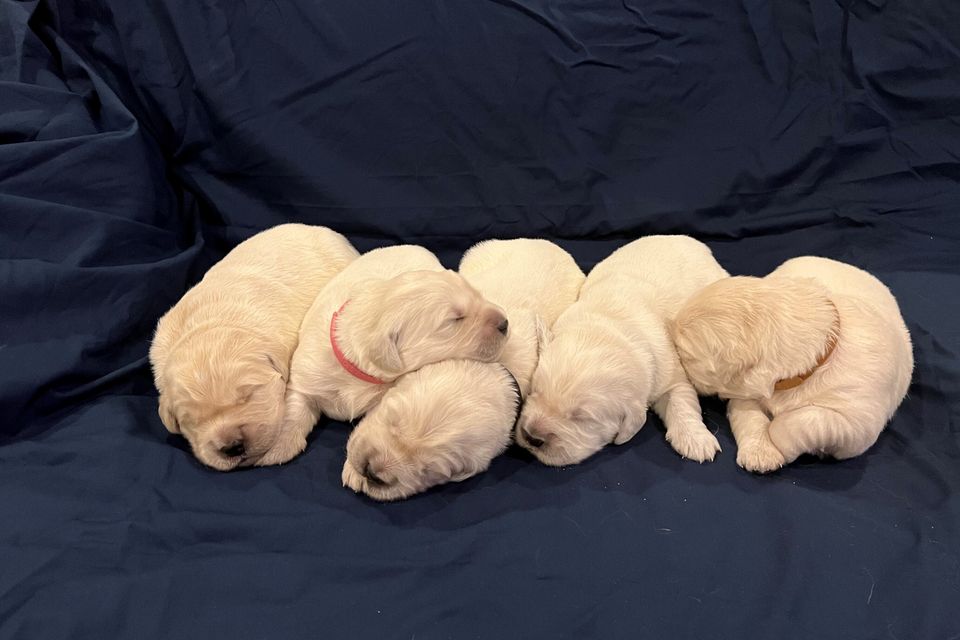 Pups 1