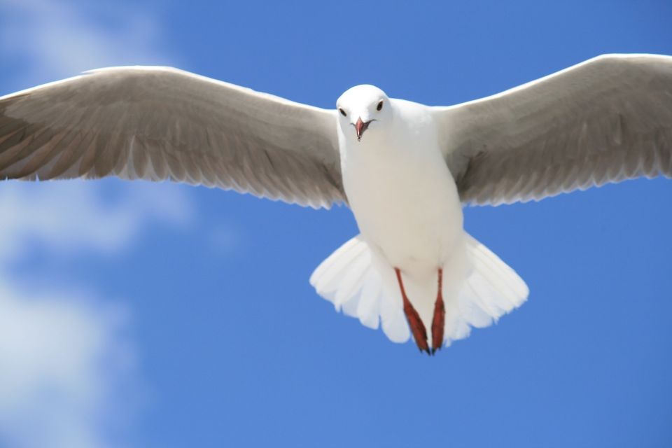 Seagull 50e9d5424d 1920