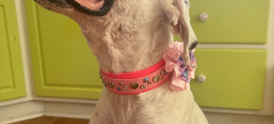 Dog with heart collar 1