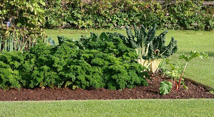 Backyard vegetable garden header