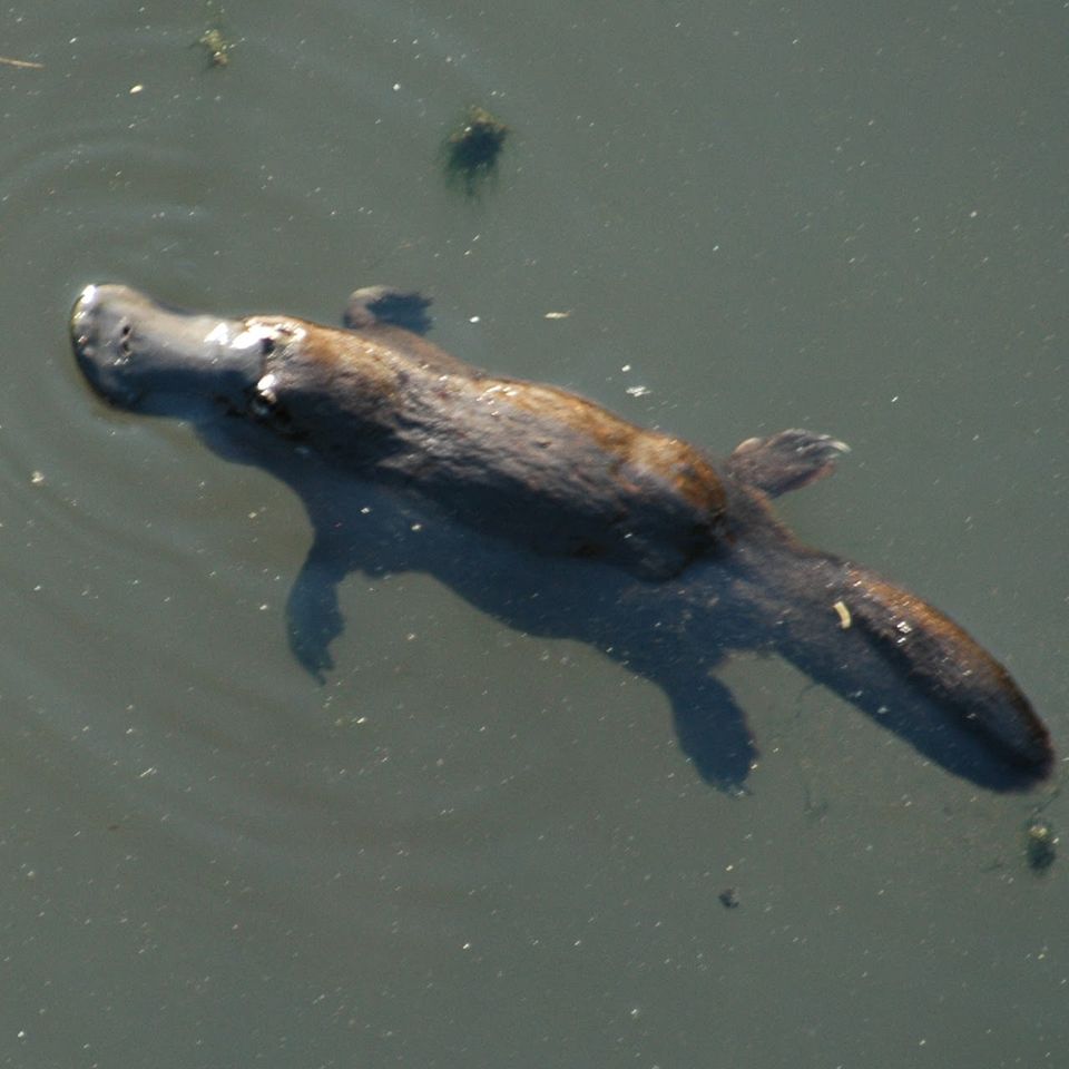 Https upload.wikimedia.orgwikipediacommonsff2platypus brokenriver qld australia