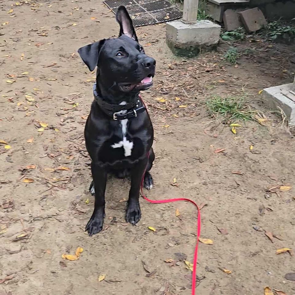 Messenger creation 782988337766220