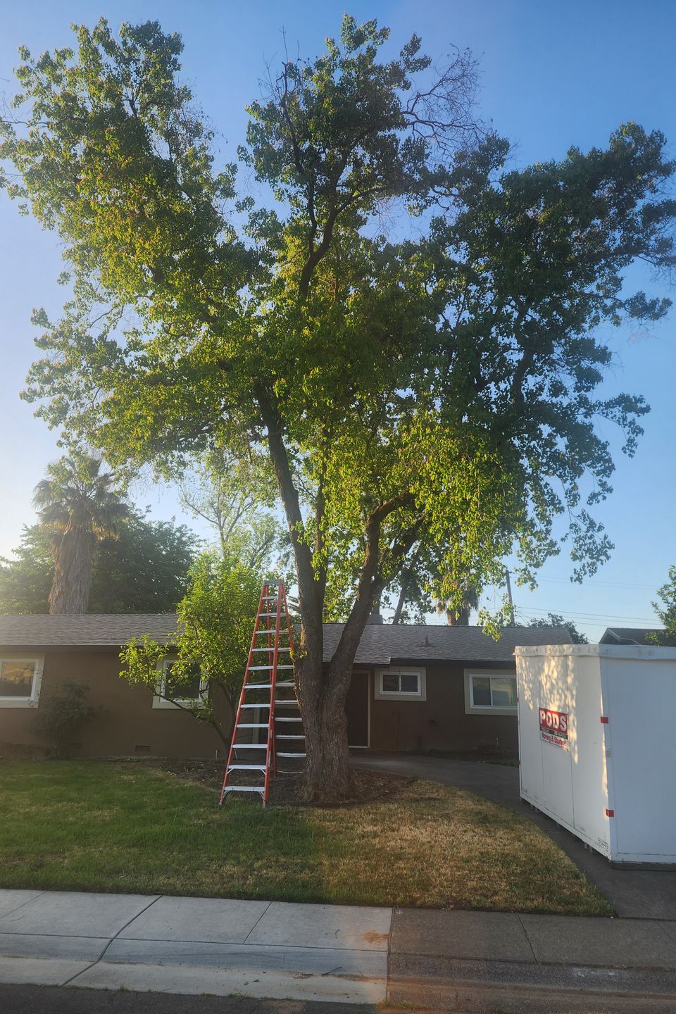 Above It All Tree Care performing a precision tree removal in a tight space next to a residential home in Roseville.