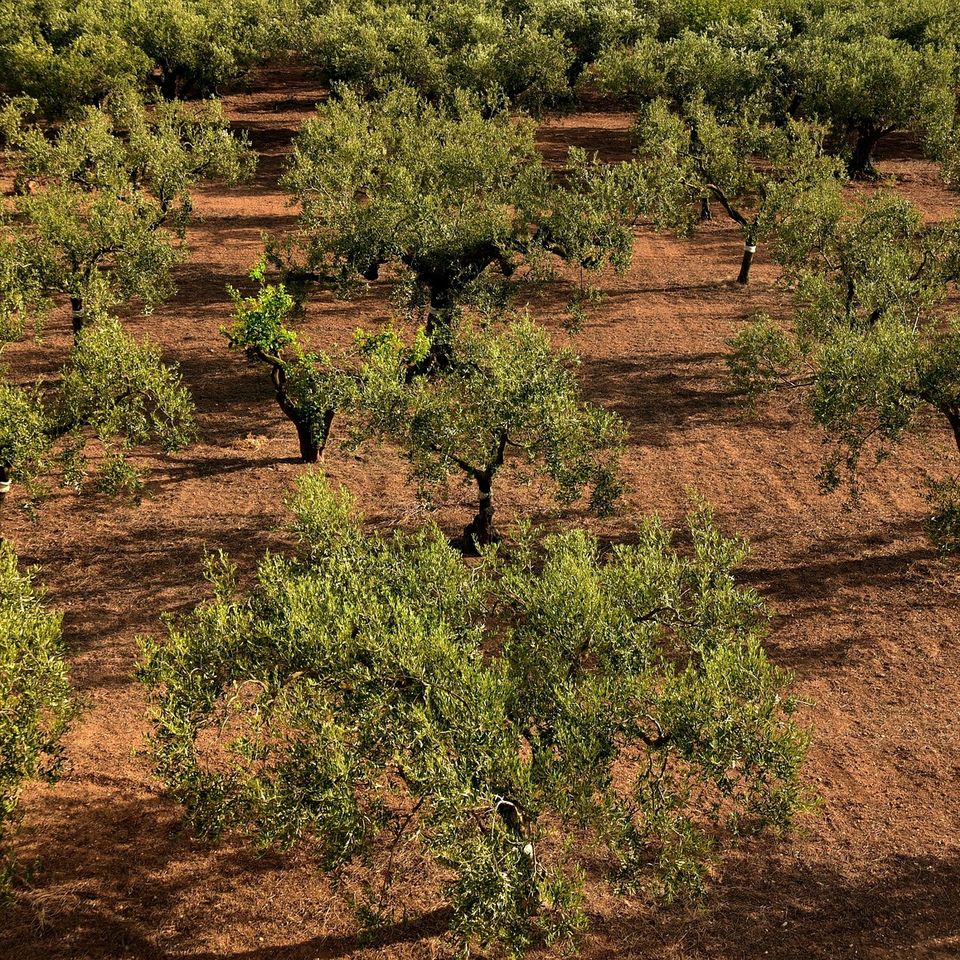 Ulleo olive trees g3e1c81161 1920