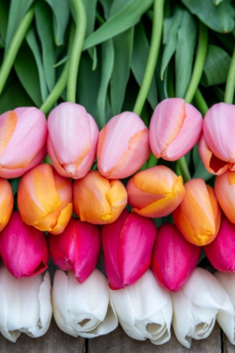 Lf everyday flowers spring