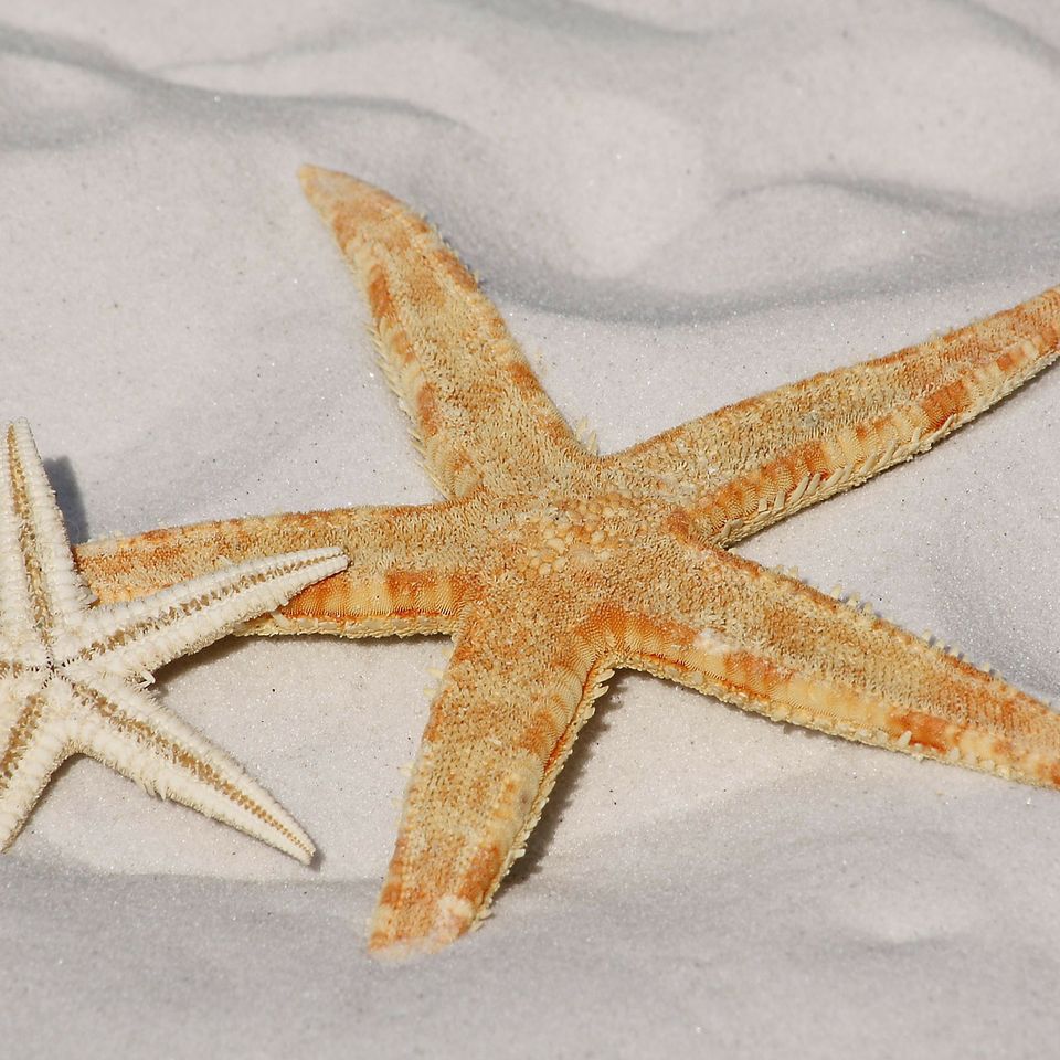 Starfish ea31b20821 1920
