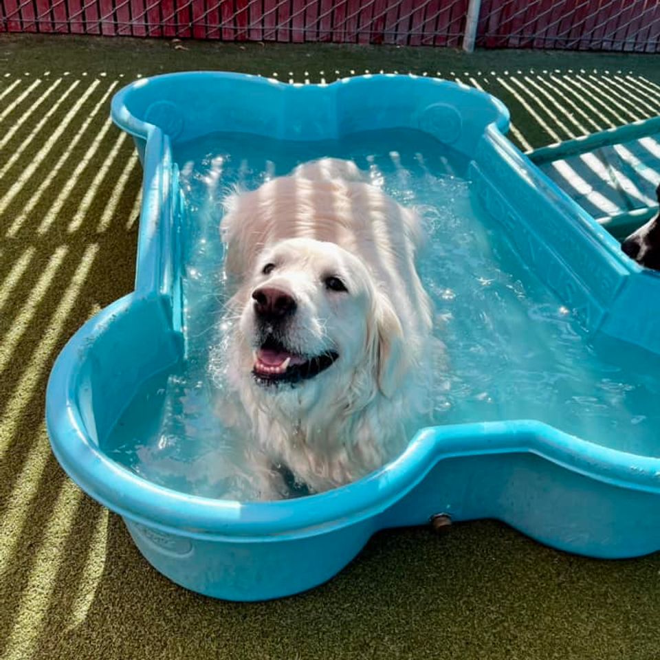 Doodle dog pool