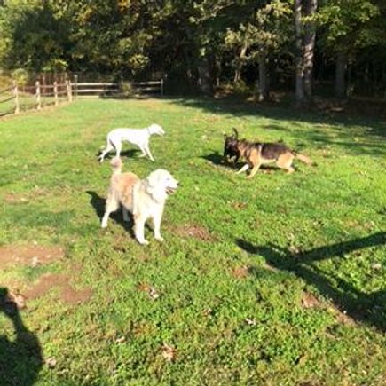 3 dogs