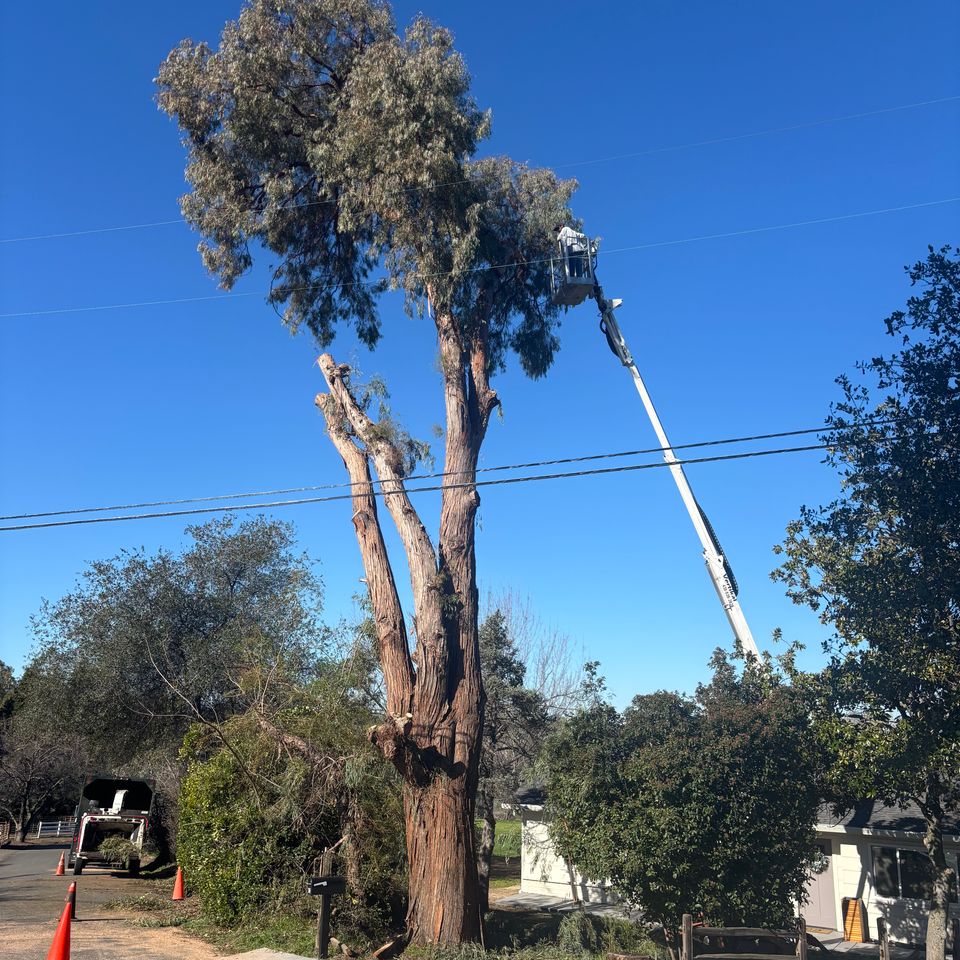 Tree service loomis