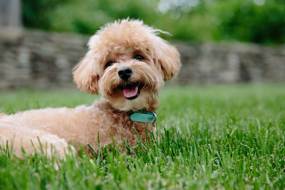 Puppy gd93cf665f 1920