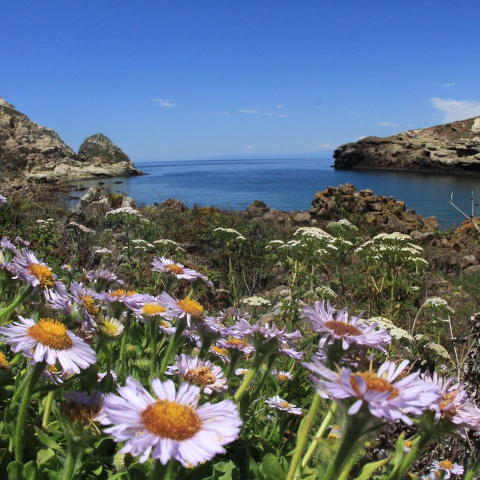 Chuckgraham potatoharbor seasidedaisies  img070
