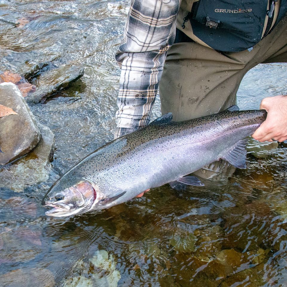 A steelhead caught on the fly in a Lake Erie tributary