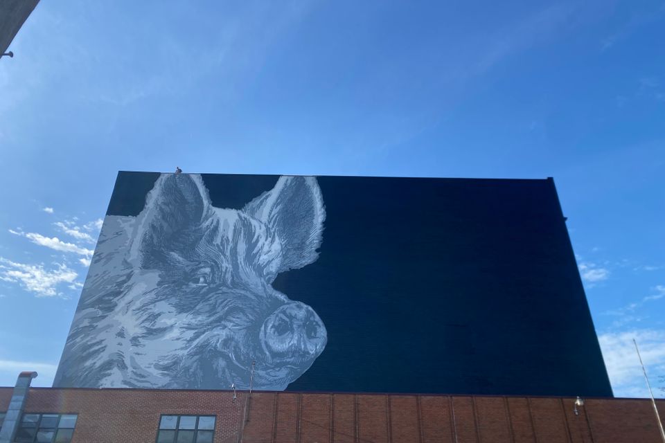 Prepping the ear   ginger