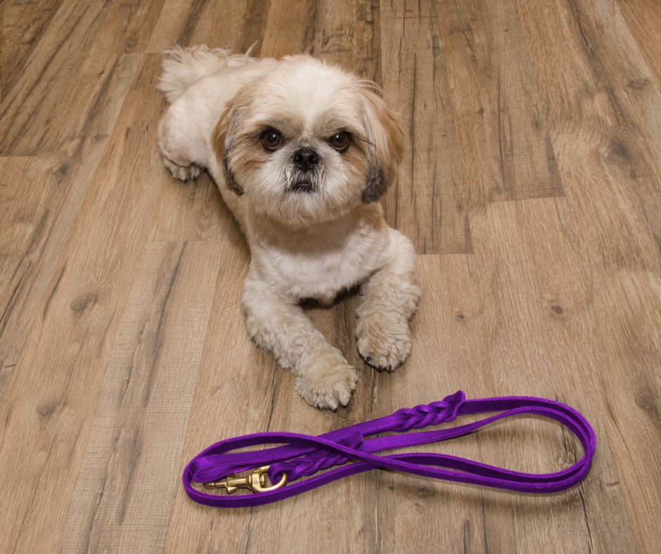 New for all pet lovers (1)