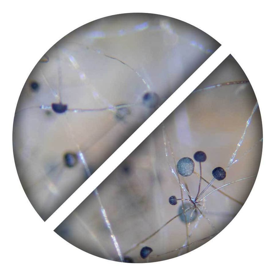 Icons no fungi