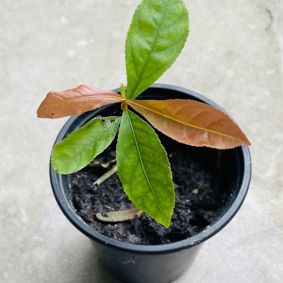 Barringtonia plant