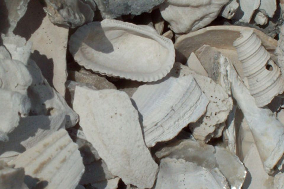 Washed shell