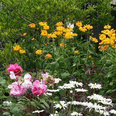 Flower garden featured