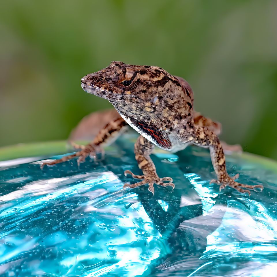 Globetrotting lizard