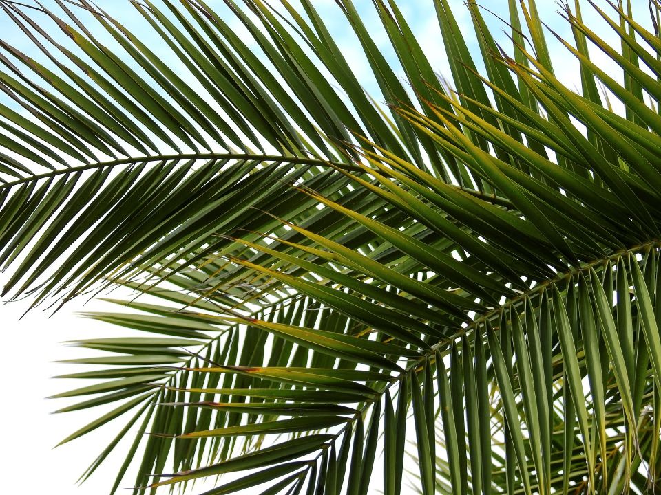 Palm tree g5cc9dac70 1920