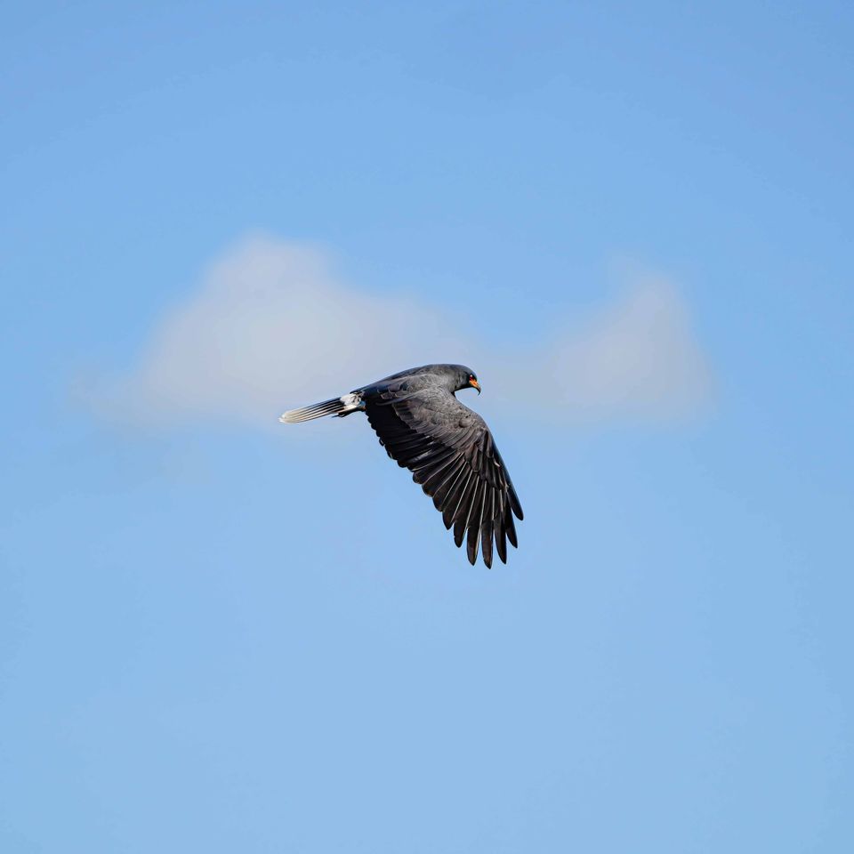 Falcon flying keep