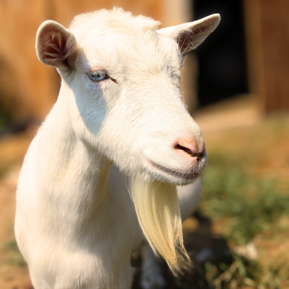 Snow close up outside