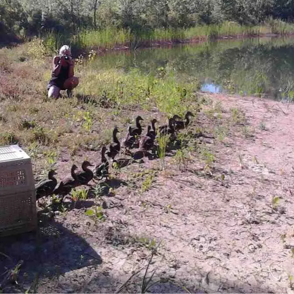 Duck Release Wild Kritters of Niagara County NY