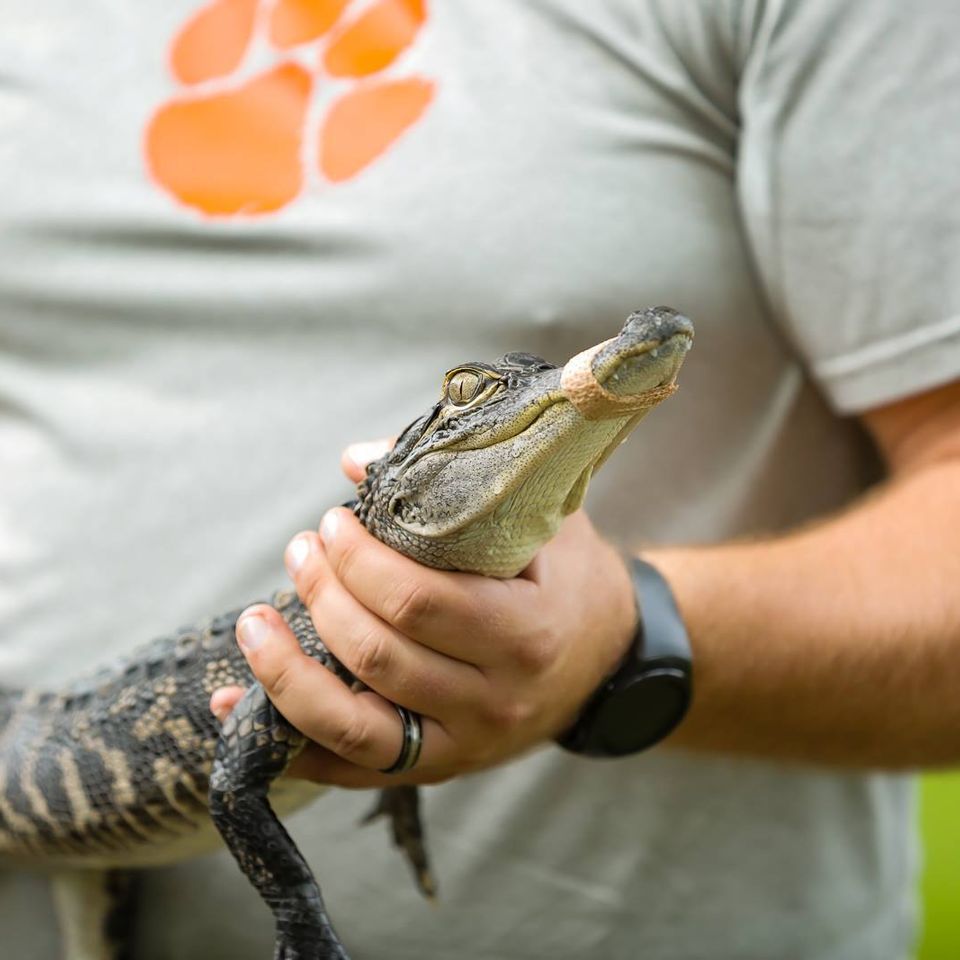 Baby alligator tours in florida