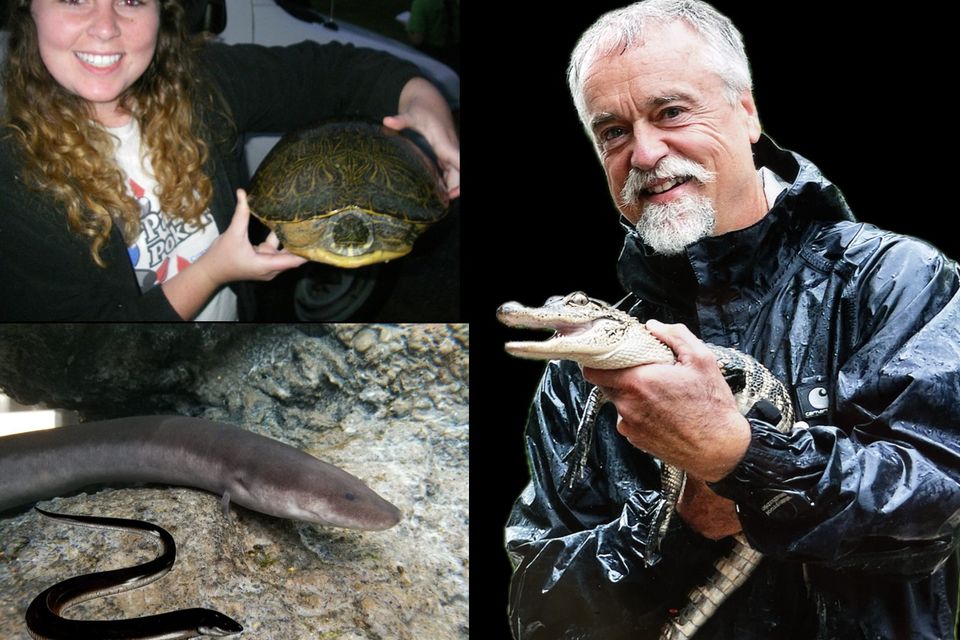 Amphiuma collage new