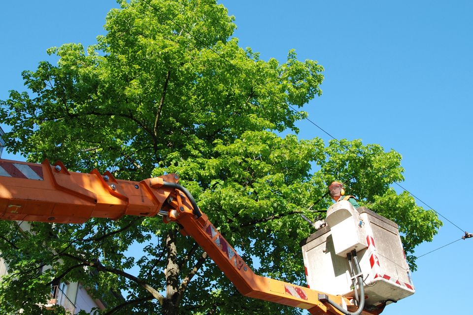 Tree trimmng 2