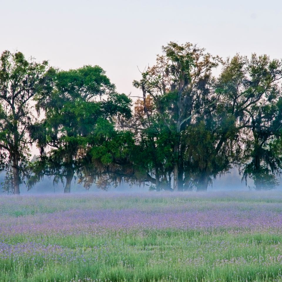 Purple field 56 edit
