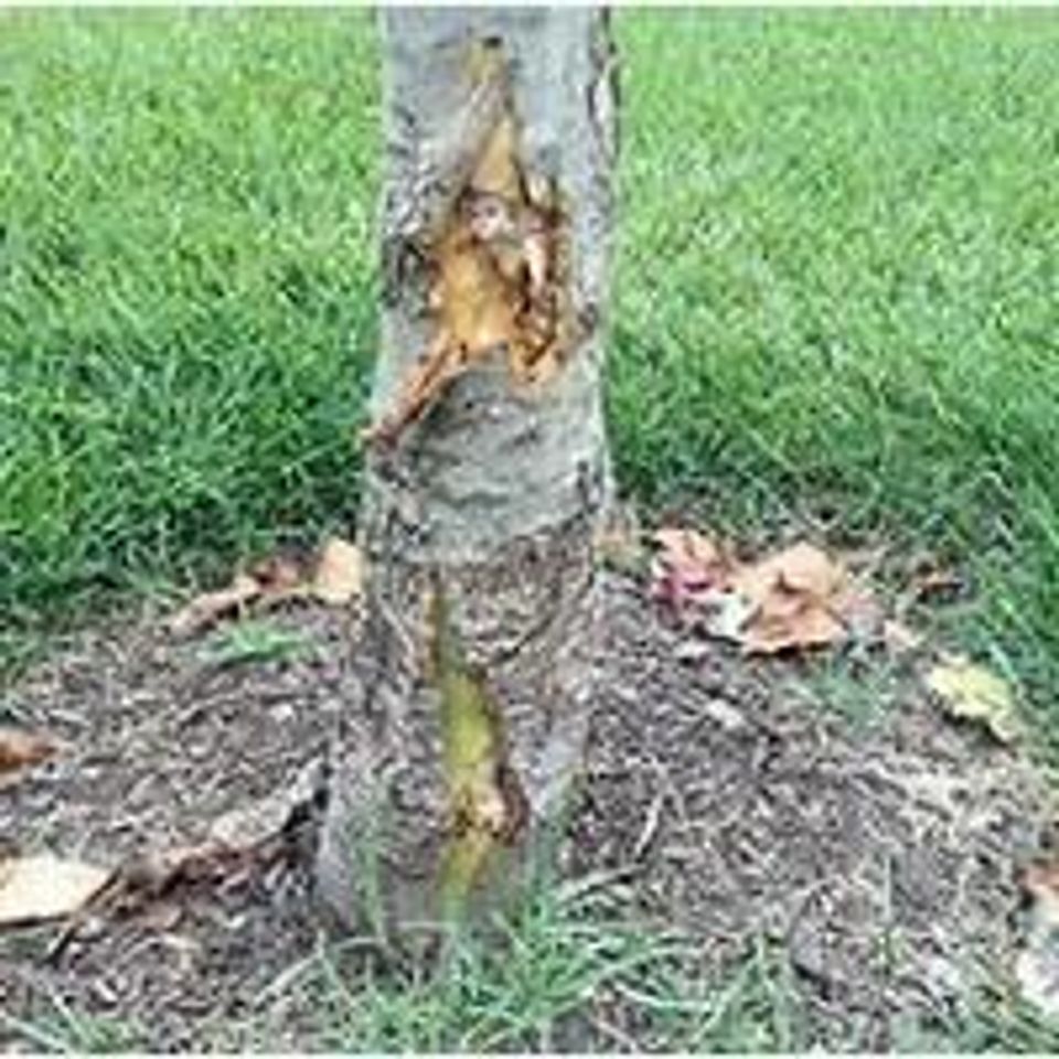 Tree Surgeon for Rotten, Damaged, or Diseased Tree | Healthy Trees For Life