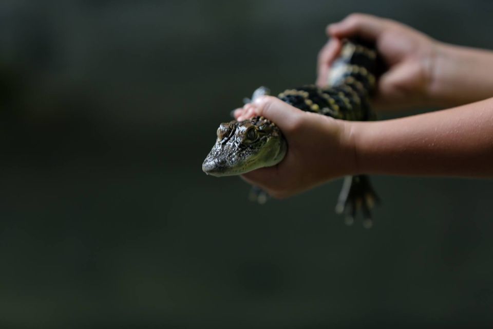 Pet an alligator in chipley florida