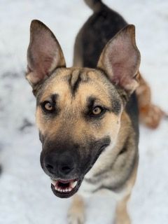Save a dog 1