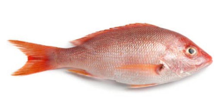 Snapper scarlet whole