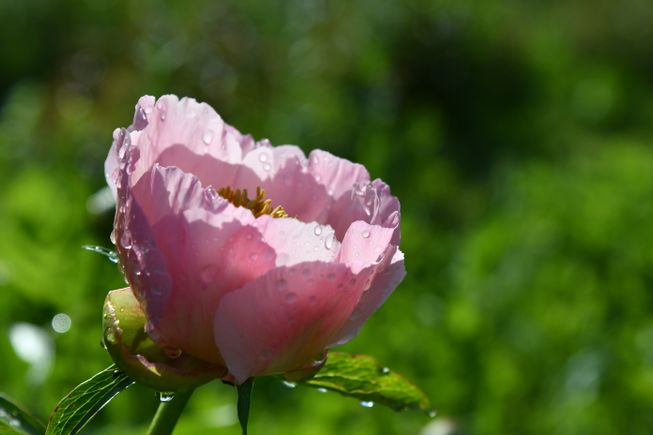 Peony 8