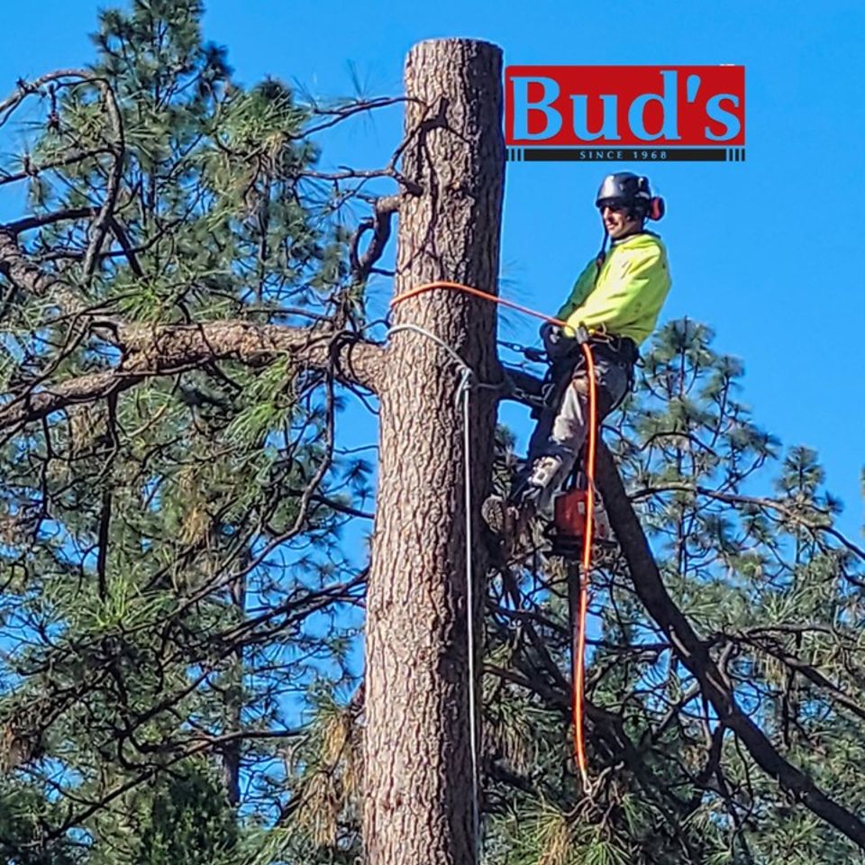 Tree timming tree removal sacramento