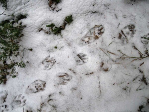 Raccoon tracks in snow