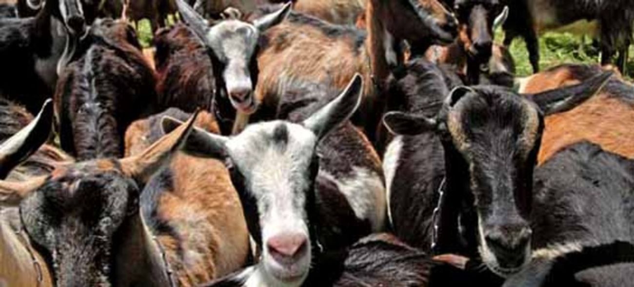 Pipestone Livestock Auction Market Pipestone, Minnesota Complete