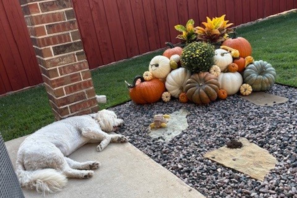 Pumpkin pic   john dog house