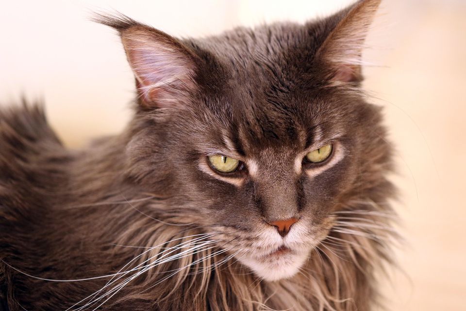 Cat g2cfb335d3 1920