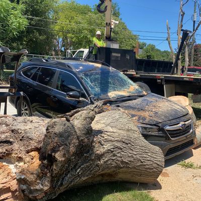Emergency crew clearing a storm-damaged tree