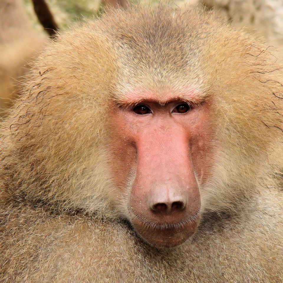 Https upload.wikimedia.orgwikipediacommons996portrait of a baboon