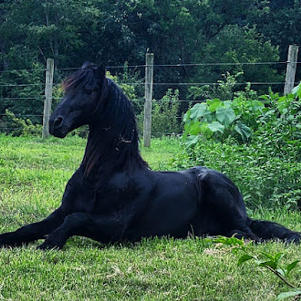 Laying horse