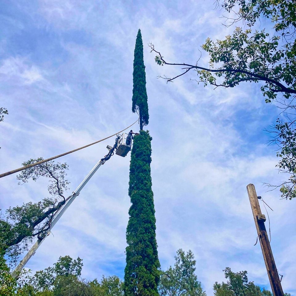 Big tree removal auburn